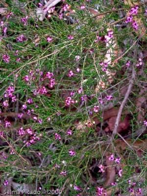 raid Fotográfico Margens da Pateira 2009.06.30