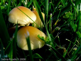 raid Fotográfico Margens da Pateira 2008.12.07